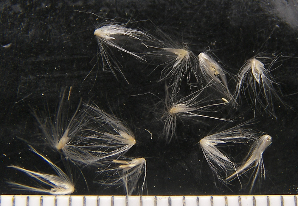 Image of Calamagrostis pseudophragmites specimen.