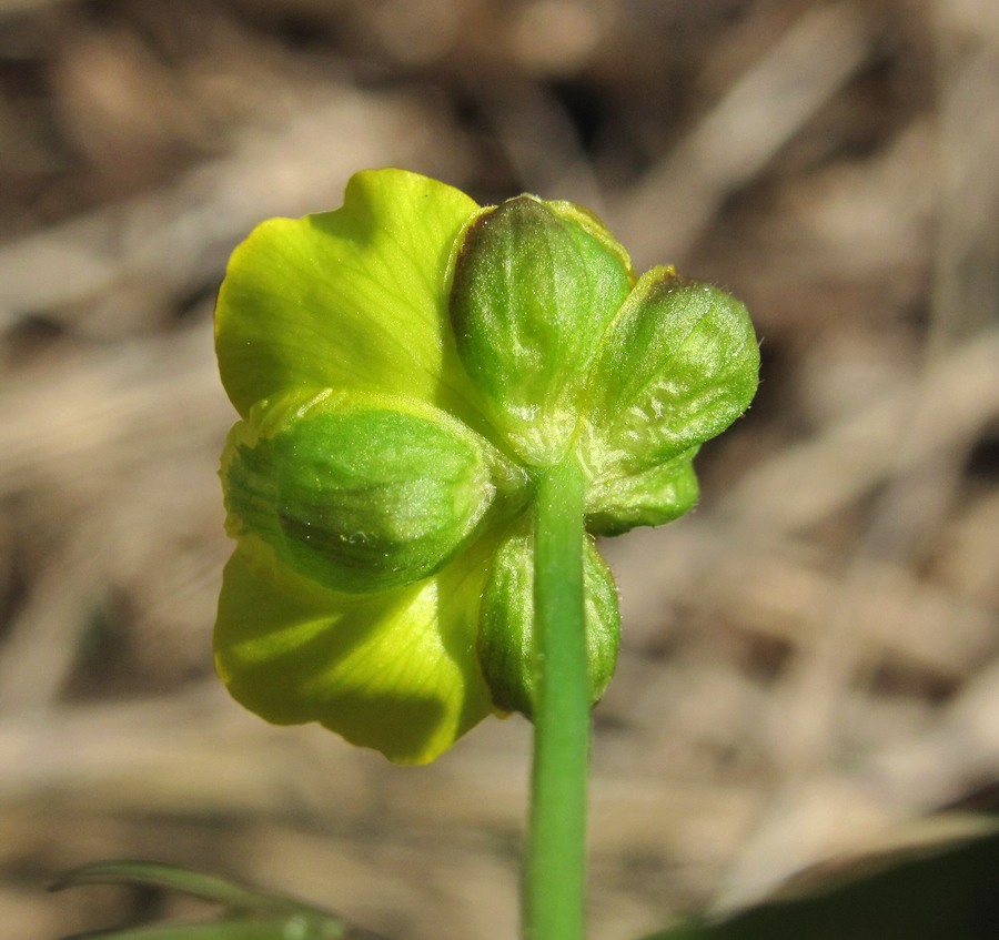 Image of Ranunculus cassubicus specimen.