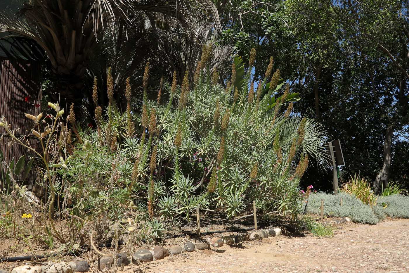 Image of Echium acanthocarpum specimen.