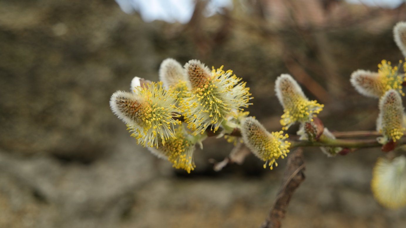 Image of genus Salix specimen.