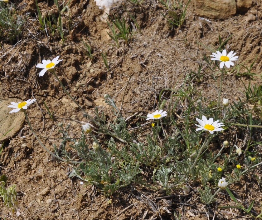 Изображение особи род Anthemis.