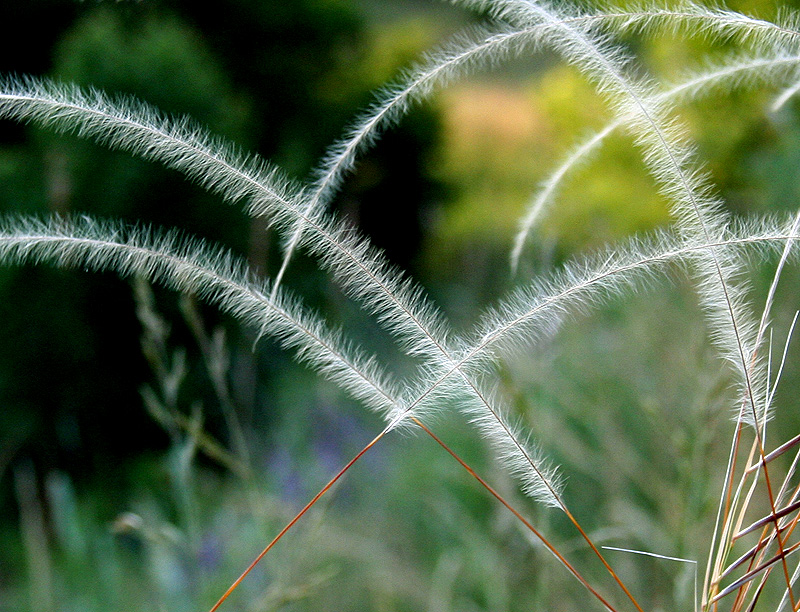 Image of Stipa borysthenica specimen.