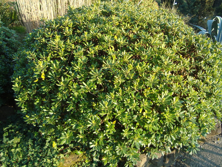 Image of Pittosporum tobira specimen.