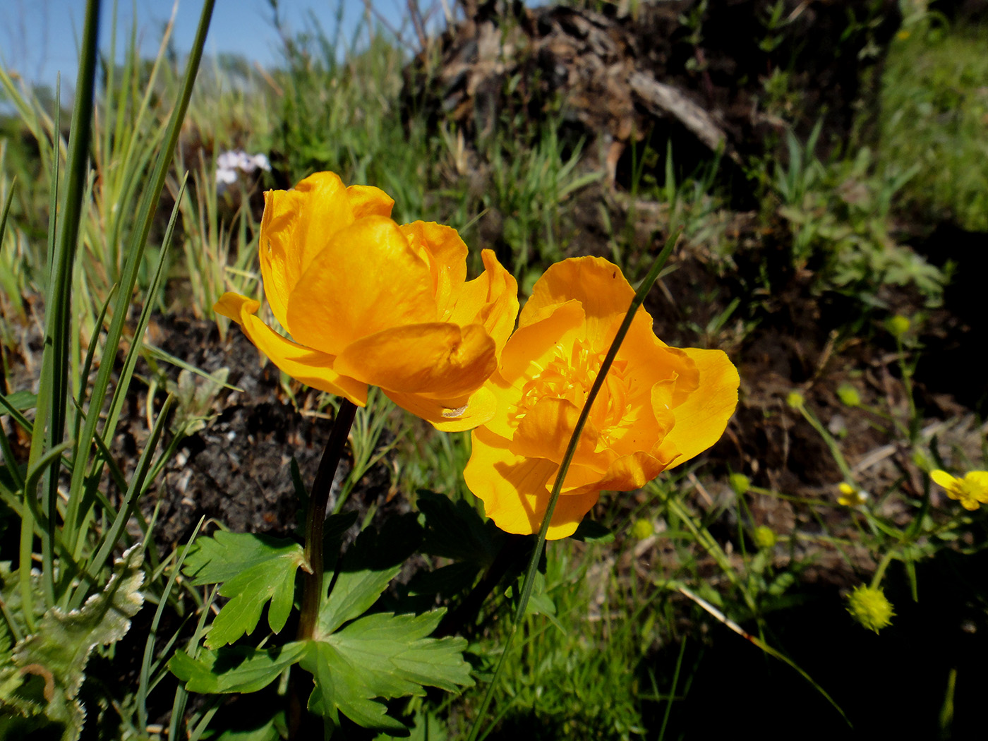 Изображение особи Trollius ircuticus.