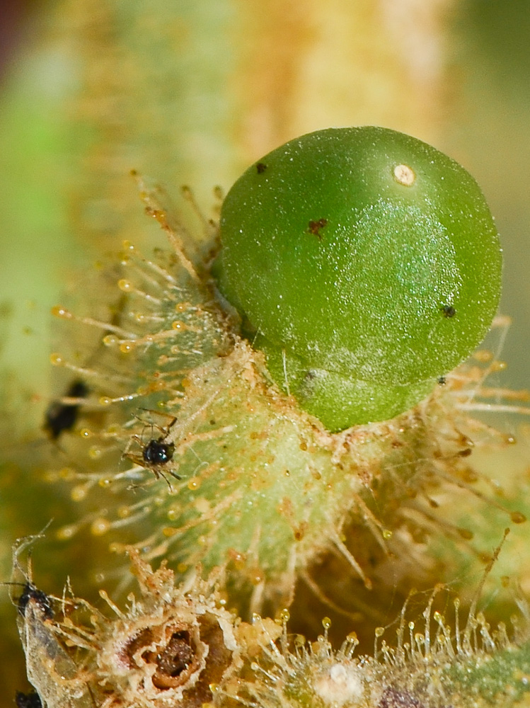 Image of Hyoscyamus desertorum  specimen.