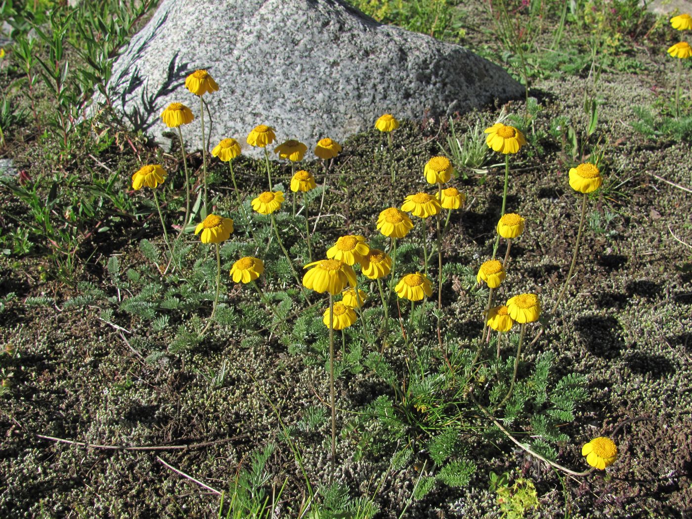 Изображение особи Anthemis marschalliana ssp. pectinata.