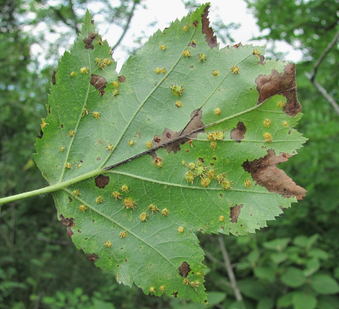 Image of Sorbus torminalis specimen.