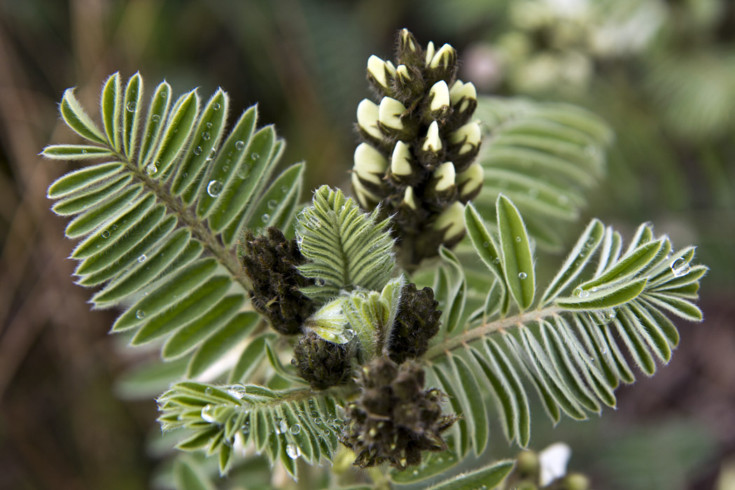 Image of Erophaca baetica ssp. orientalis specimen.