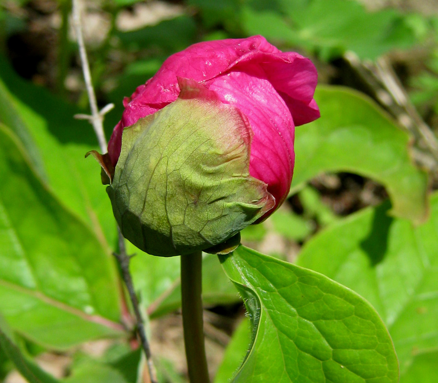 Изображение особи Paeonia caucasica.