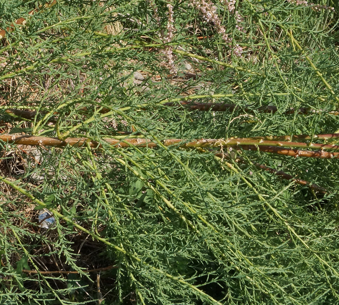 Image of Tamarix ramosissima specimen.