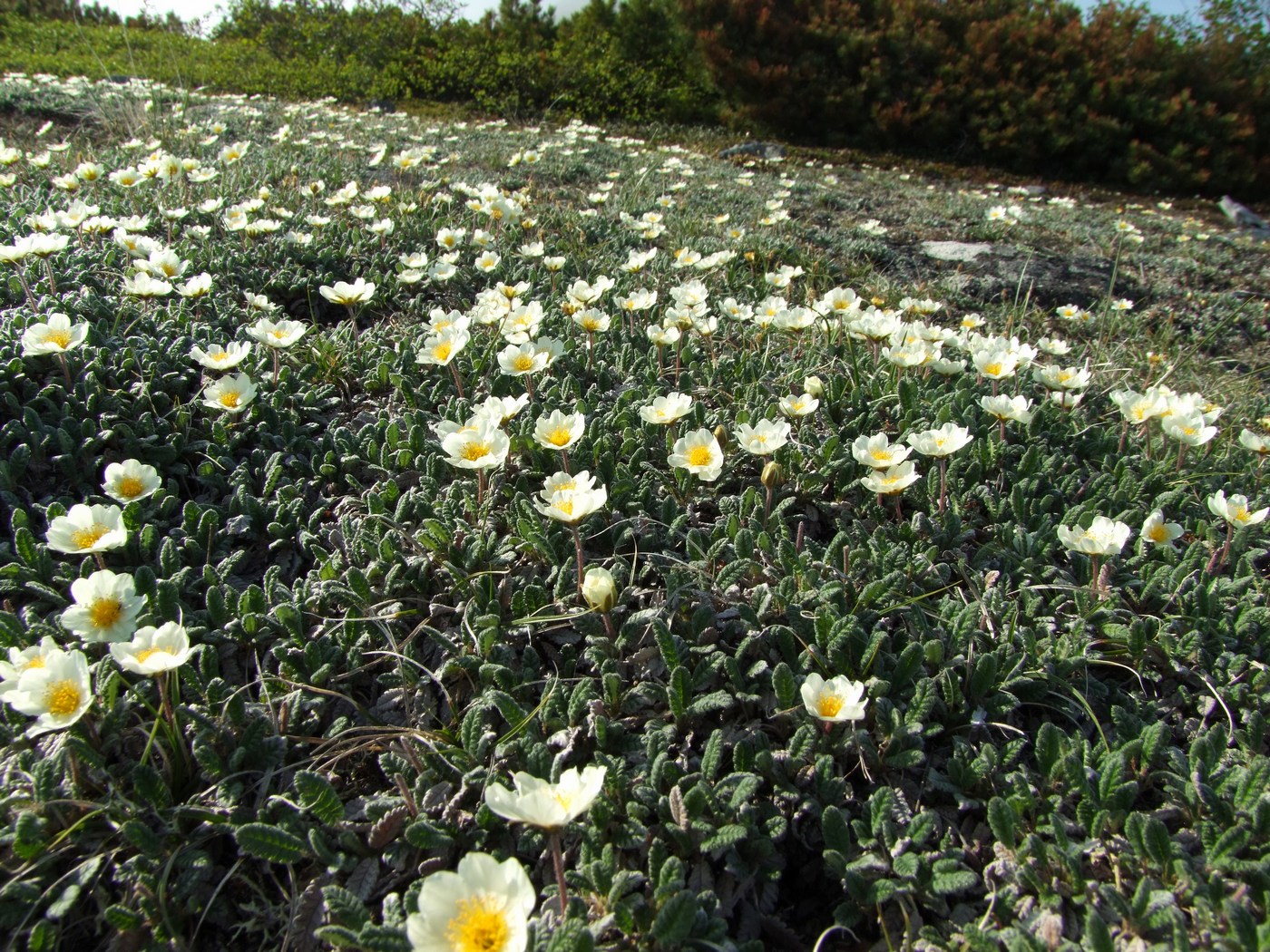 Изображение особи Dryas ajanensis.