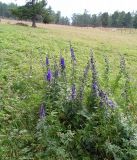 Aconitum altaicum