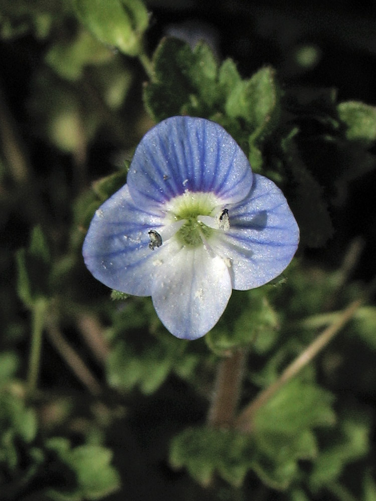 Image of Veronica persica specimen.