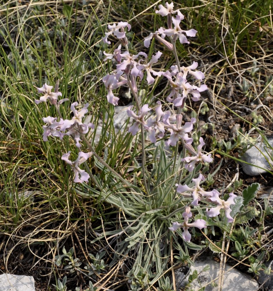 Image of Matthiola fruticulosa specimen.