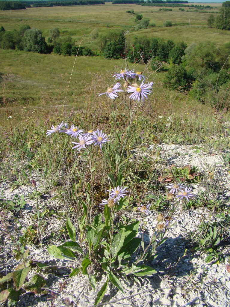 Изображение особи Aster amellus.