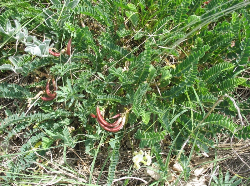 Image of Astragalus demetrii specimen.