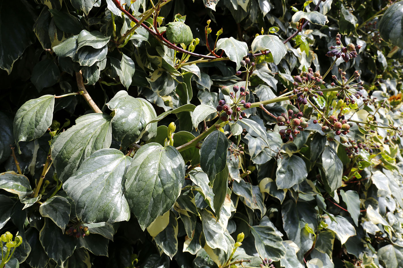 Image of genus Hedera specimen.