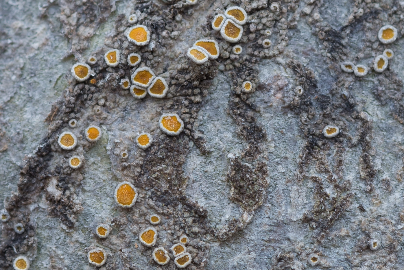 Image of Caloplaca cerina specimen.