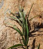 Fritillaria verticillata. Верхушка бутонизирующего растения. Восточный Казахстан, Глубоковский р-н, окр. с. Тарханка, восточный склон каменистой сопки. 25.04.2017.