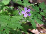 Geranium robertianum. Верхушка цветущего растения с кормящейся мухой-толкунчиком. Украина, Ивано-Франковская обл., Болеховский горсовет, Поляницкий сельсовет, Поляницкий региональный ландшафтный парк, буковый лес. 15.06.2017.