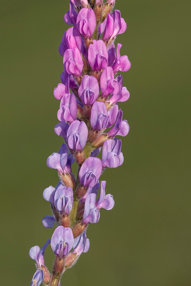 Изображение особи Oxytropis knjazevii.