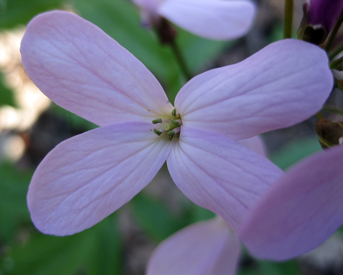 Image of Cardamine quinquefolia specimen.