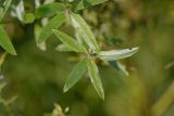 Смотреть изображение Genista tinctoria