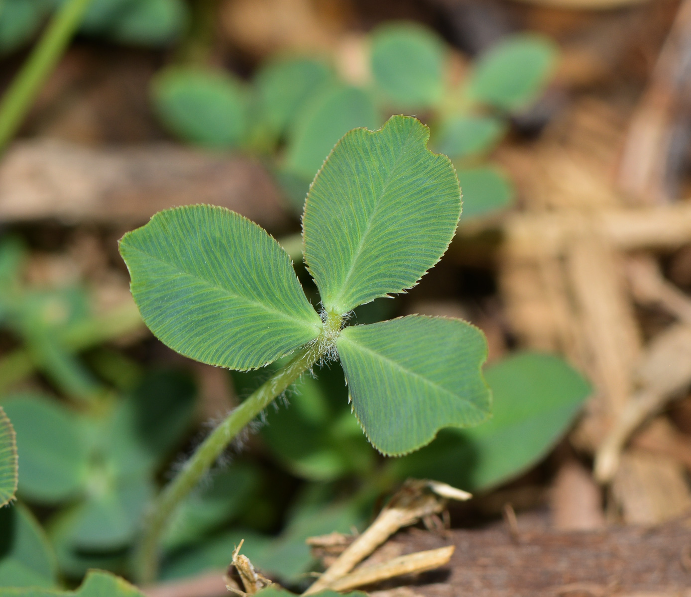 Image of Trifolium fragiferum specimen.