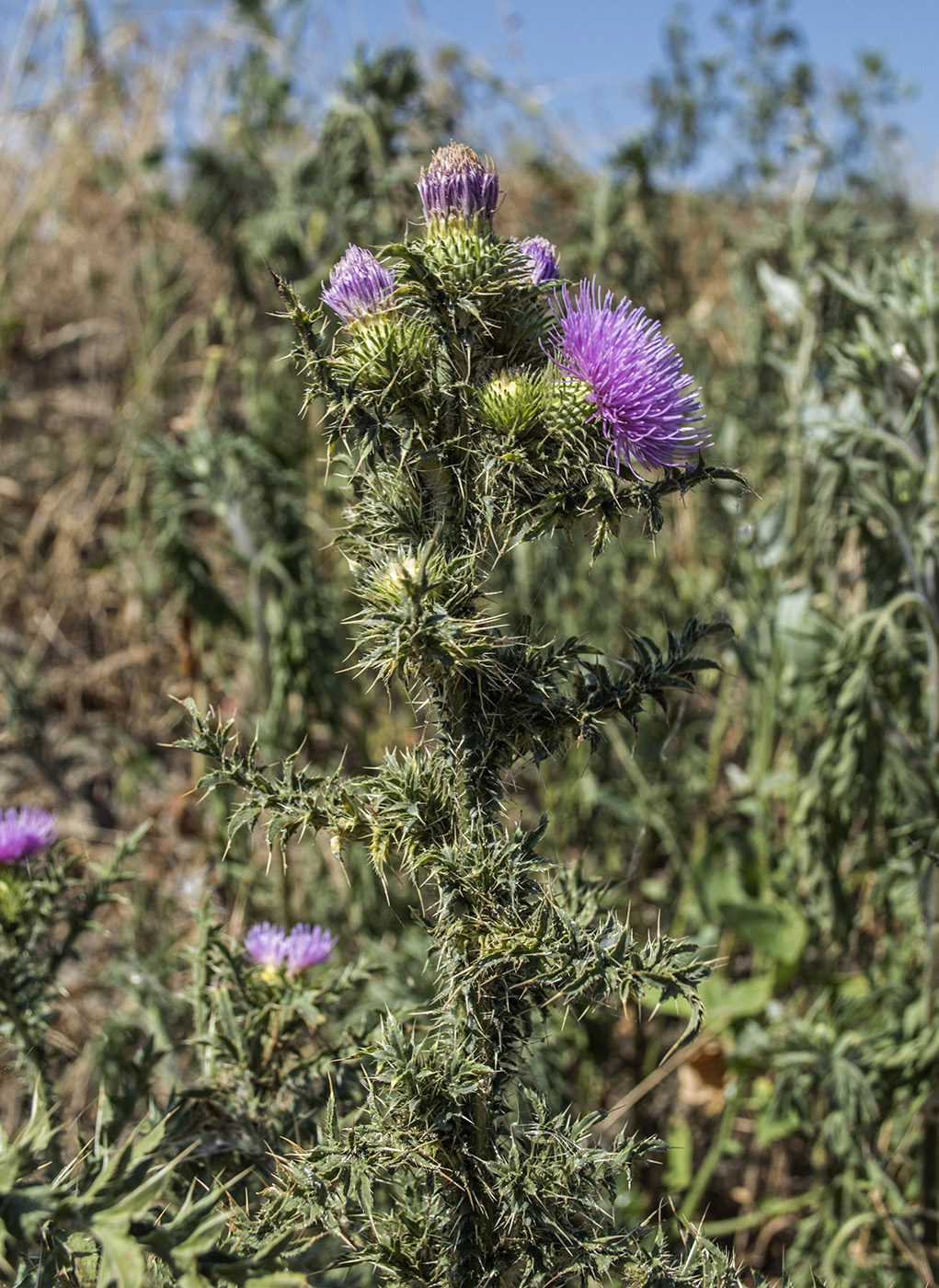 Image of Carduus acanthoides specimen.