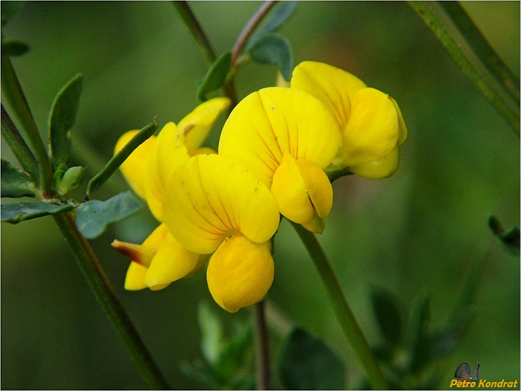 Image of Lotus corniculatus specimen.