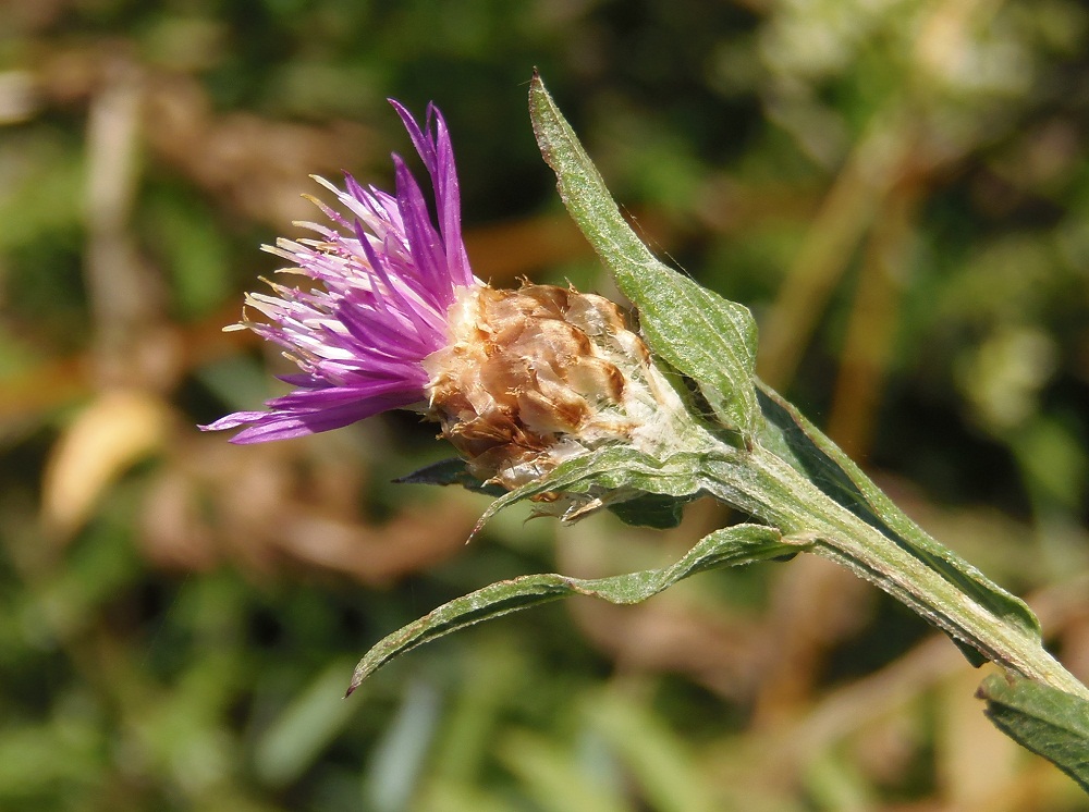 Image of Centaurea jacea specimen.