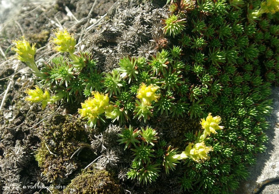 Image of Saxifraga juniperifolia specimen.