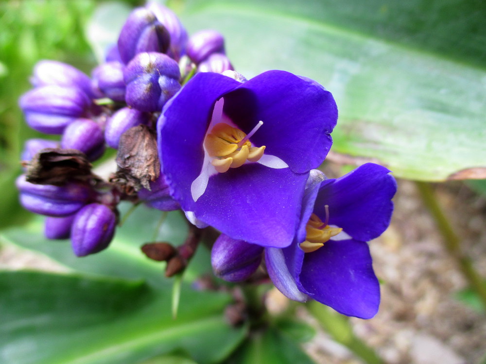 Image of Dichorisandra thyrsiflora specimen.