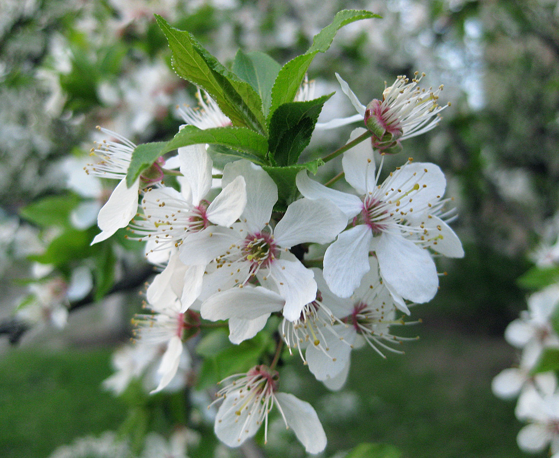 Изображение особи Prunus cerasifera.