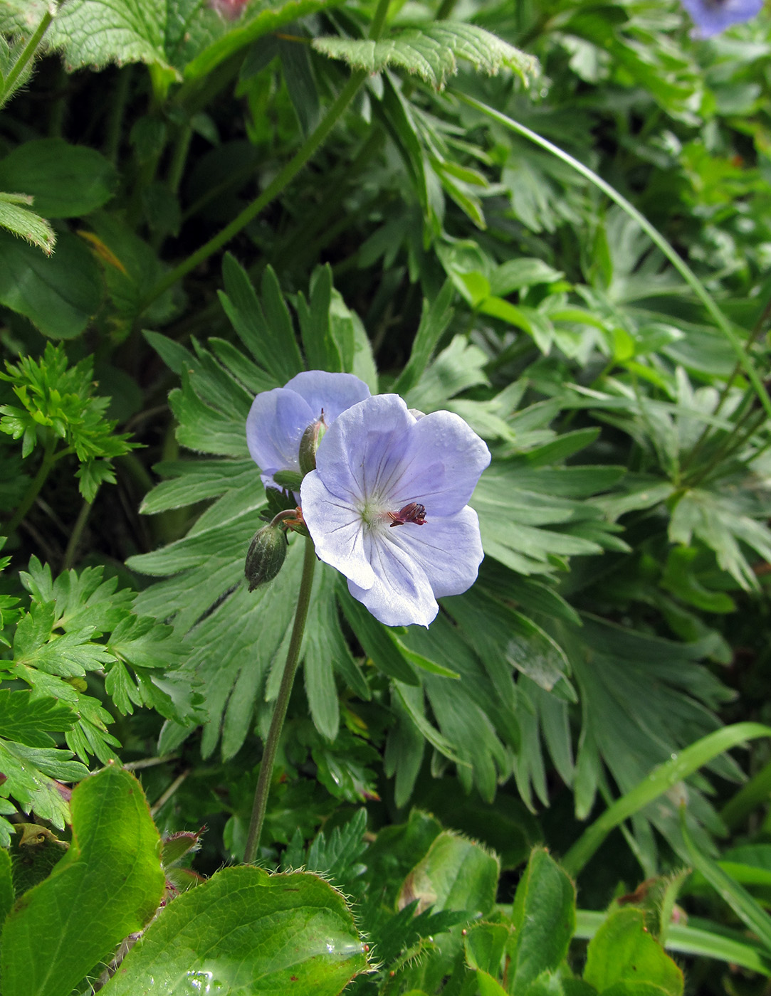 Изображение особи Geranium erianthum.