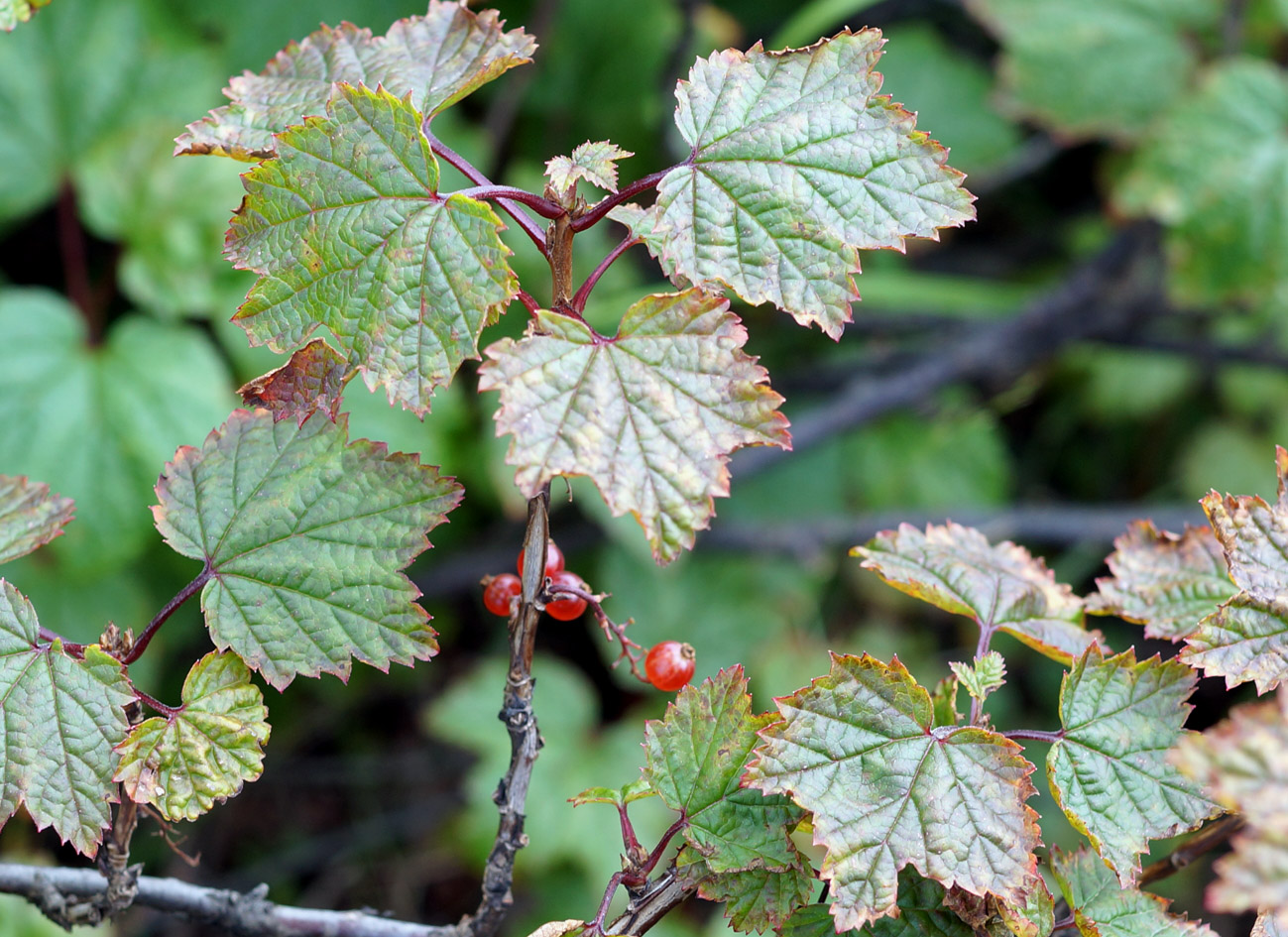 Изображение особи Ribes glabrum.