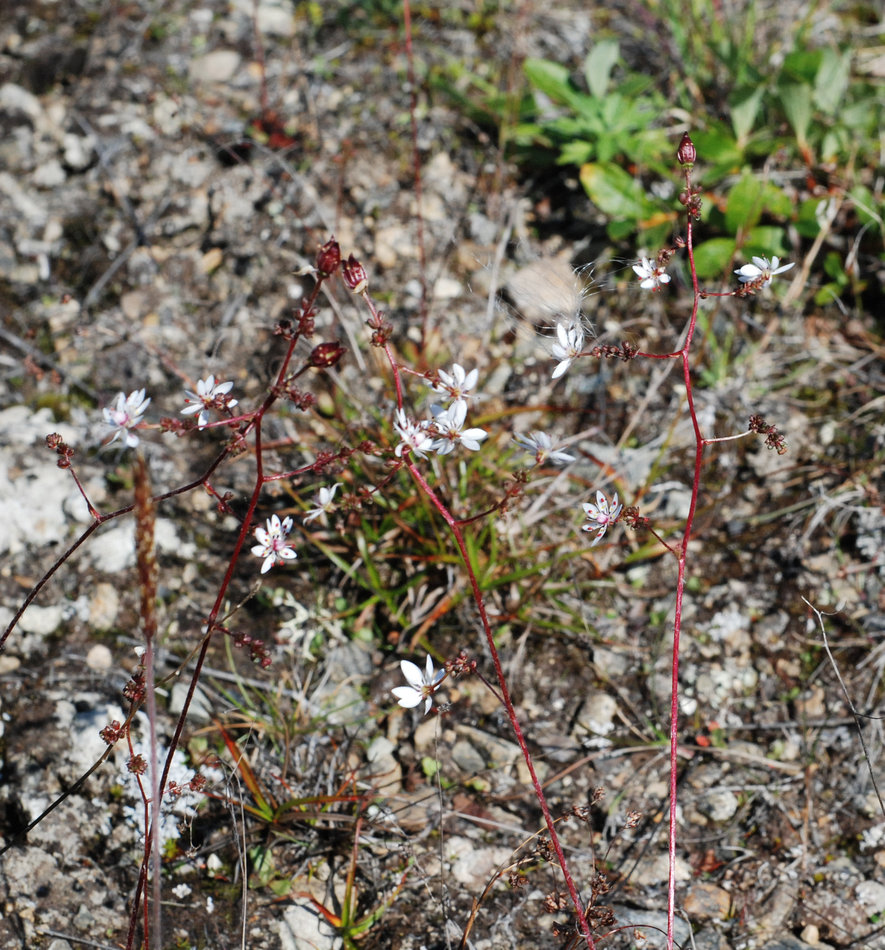 Image of Micranthes foliolosa specimen.