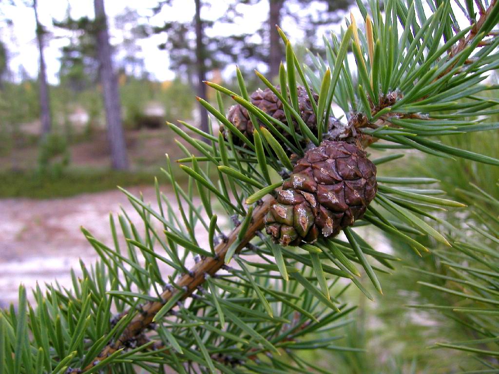 Image of Pinus sylvestris specimen.