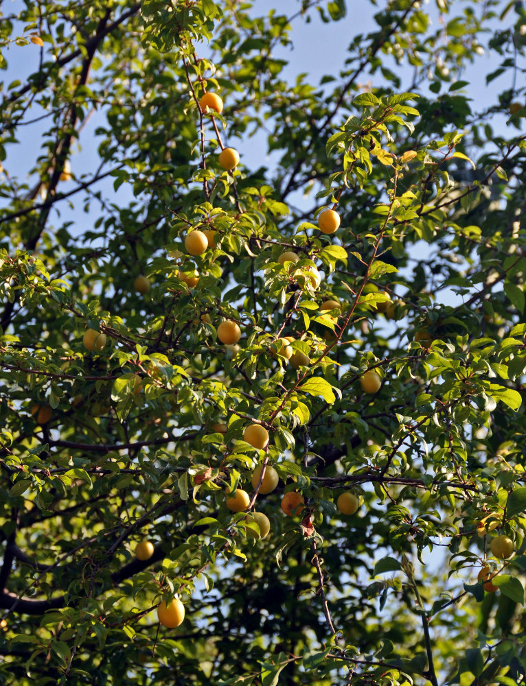 Image of Prunus cerasifera specimen.