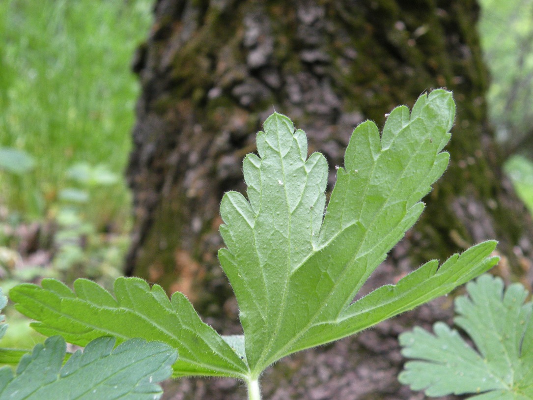 Image of Geranium divaricatum specimen.