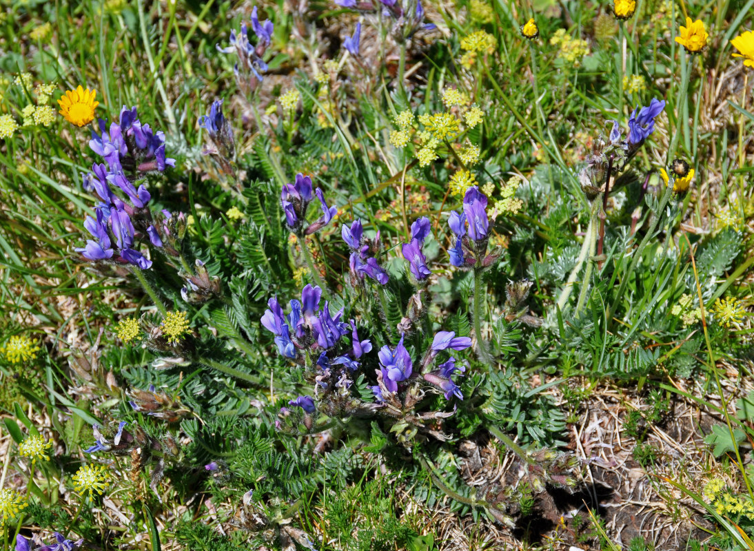 Изображение особи Oxytropis lazica.