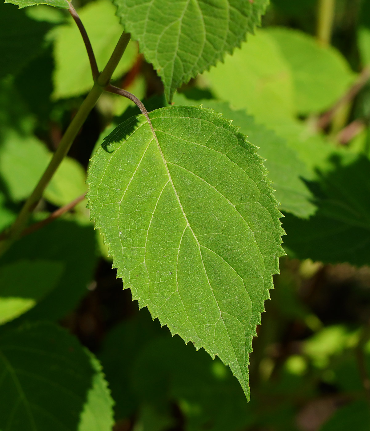 Image of Hydrangea arborescens specimen.