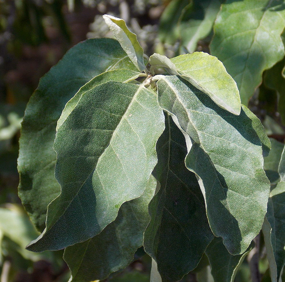 Image of Elaeagnus umbellata specimen.