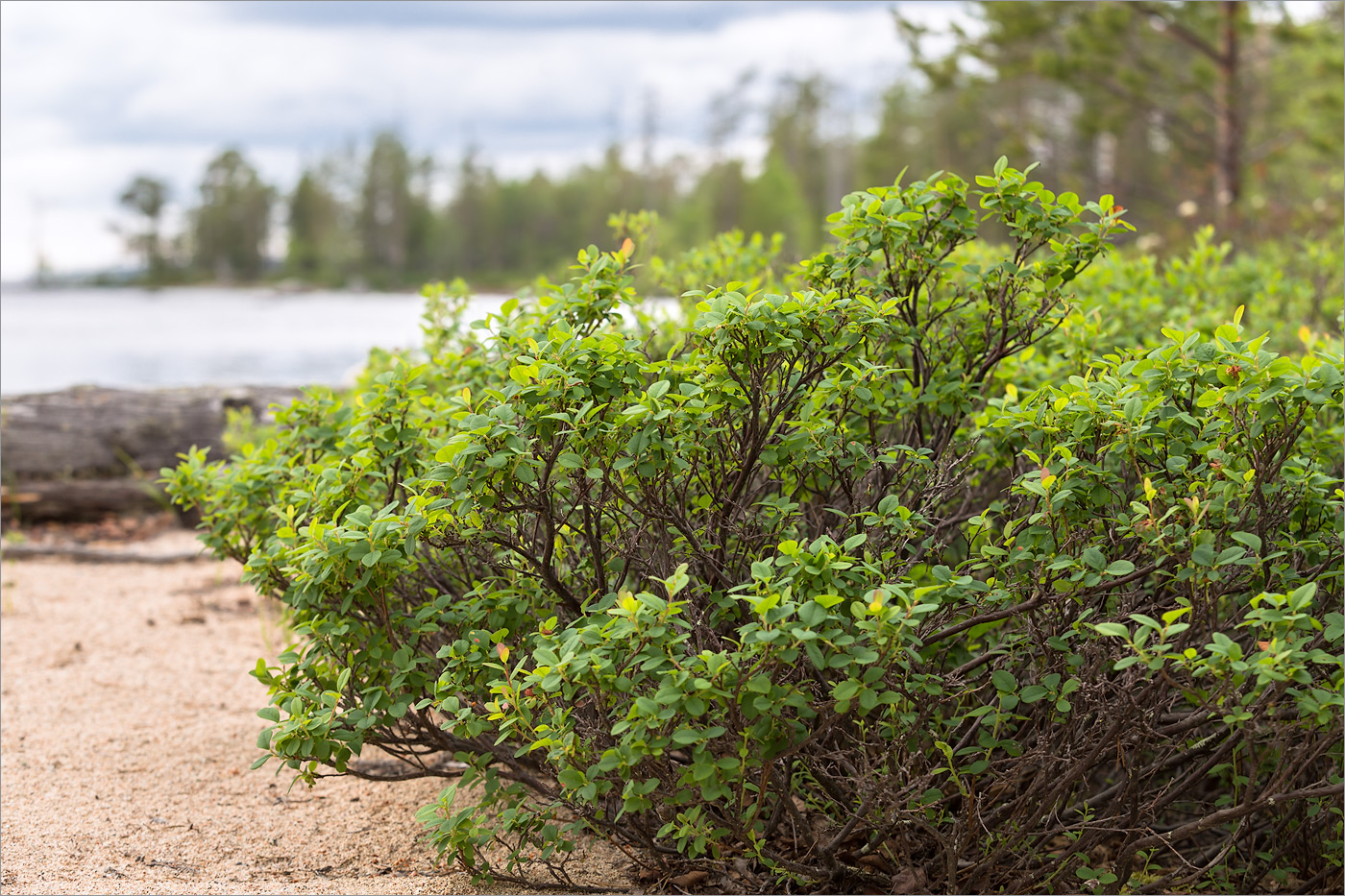 Изображение особи Vaccinium uliginosum.