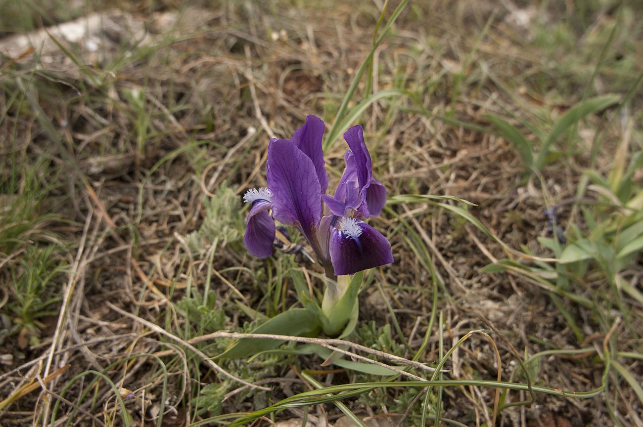 Image of Iris pumila specimen.