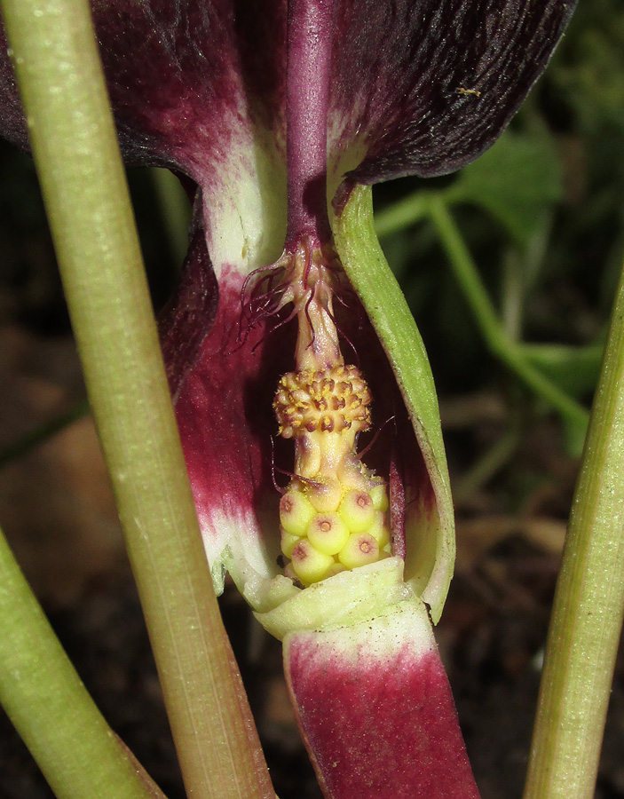 Image of Arum maculatum specimen.