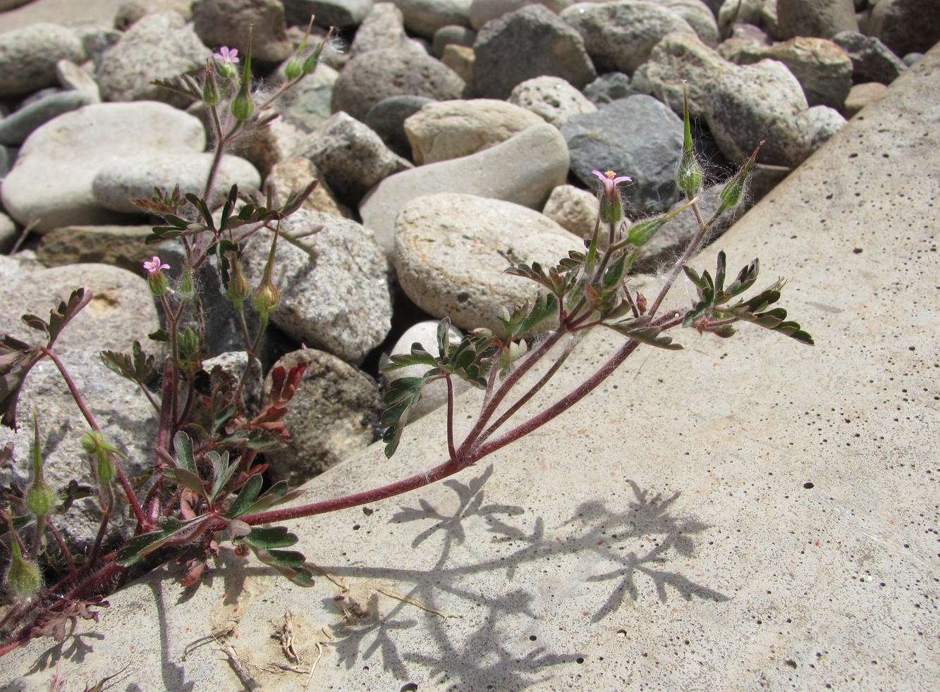 Image of Geranium purpureum specimen.