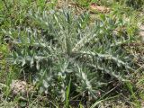 Cirsium vulgare