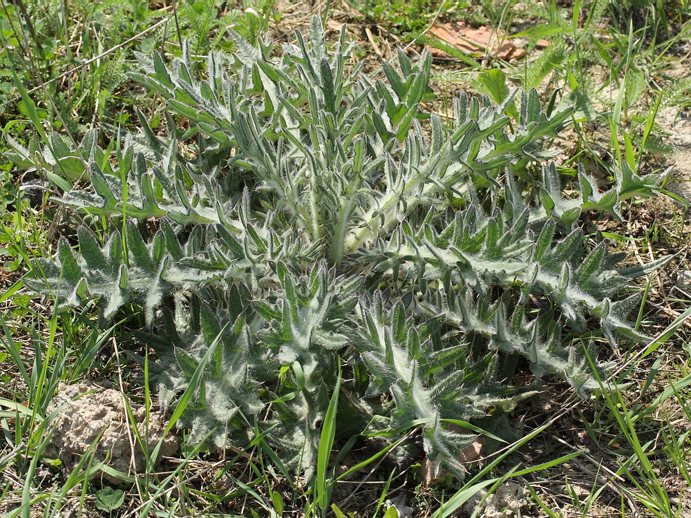 Image of Cirsium vulgare specimen.