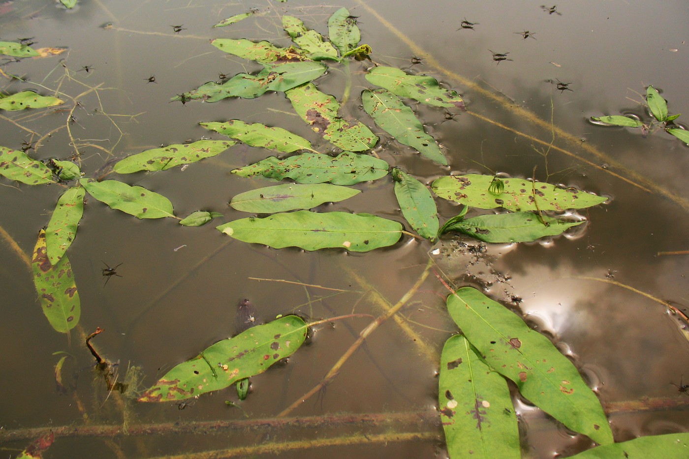 Image of Persicaria amphibia specimen.